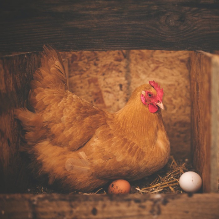 Transformation numérique et stratégie de marque : l’œuf ou la poule? Transformation numérique et stratégie de marque : l’œuf ou la poule?